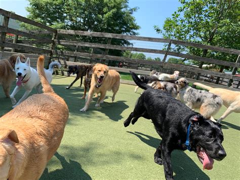 Dog daycare hagerstown  Having trained dogs since she was 12, she’s been working with dogs for well over 20 years